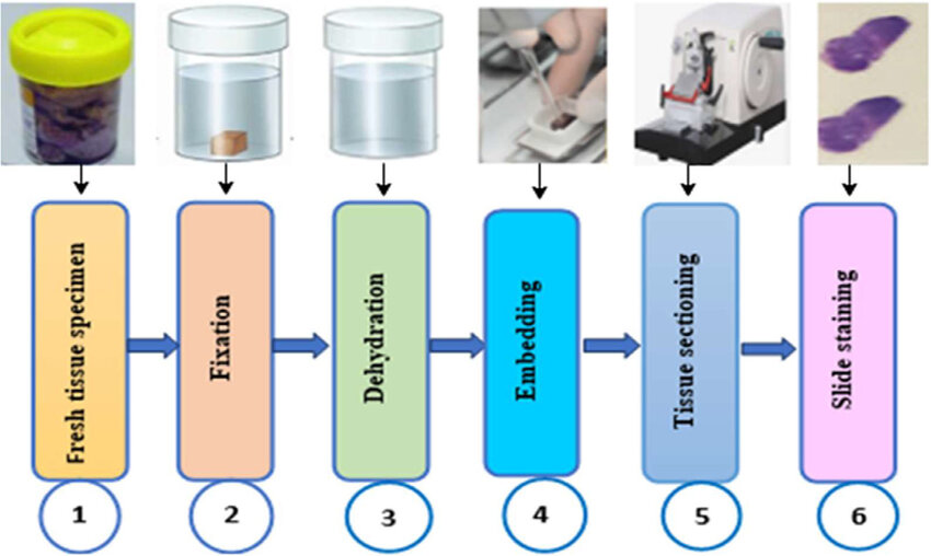 https://www.researchgate.net/publication/379853621/figure/fig3/AS%3A11431281241435090%401715098030666/Stages-of-histology-slide-preparation.jpg